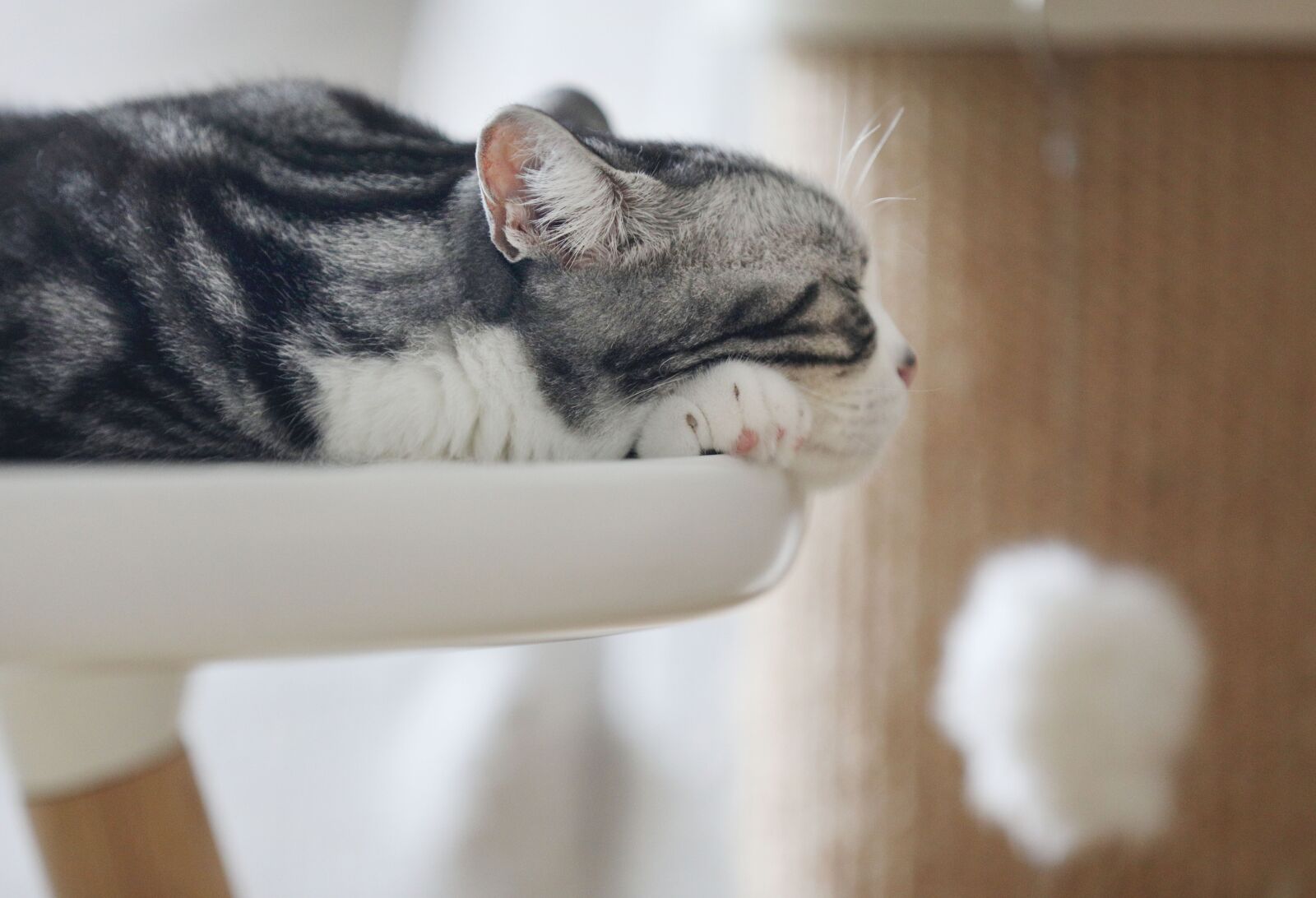 Canon EOS 5D Mark IV sample photo. Cat, animal, pets photography