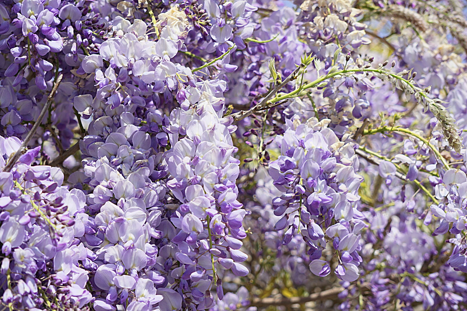 Sony a6000 sample photo. Botanique, fleurs, floraison, flore photography