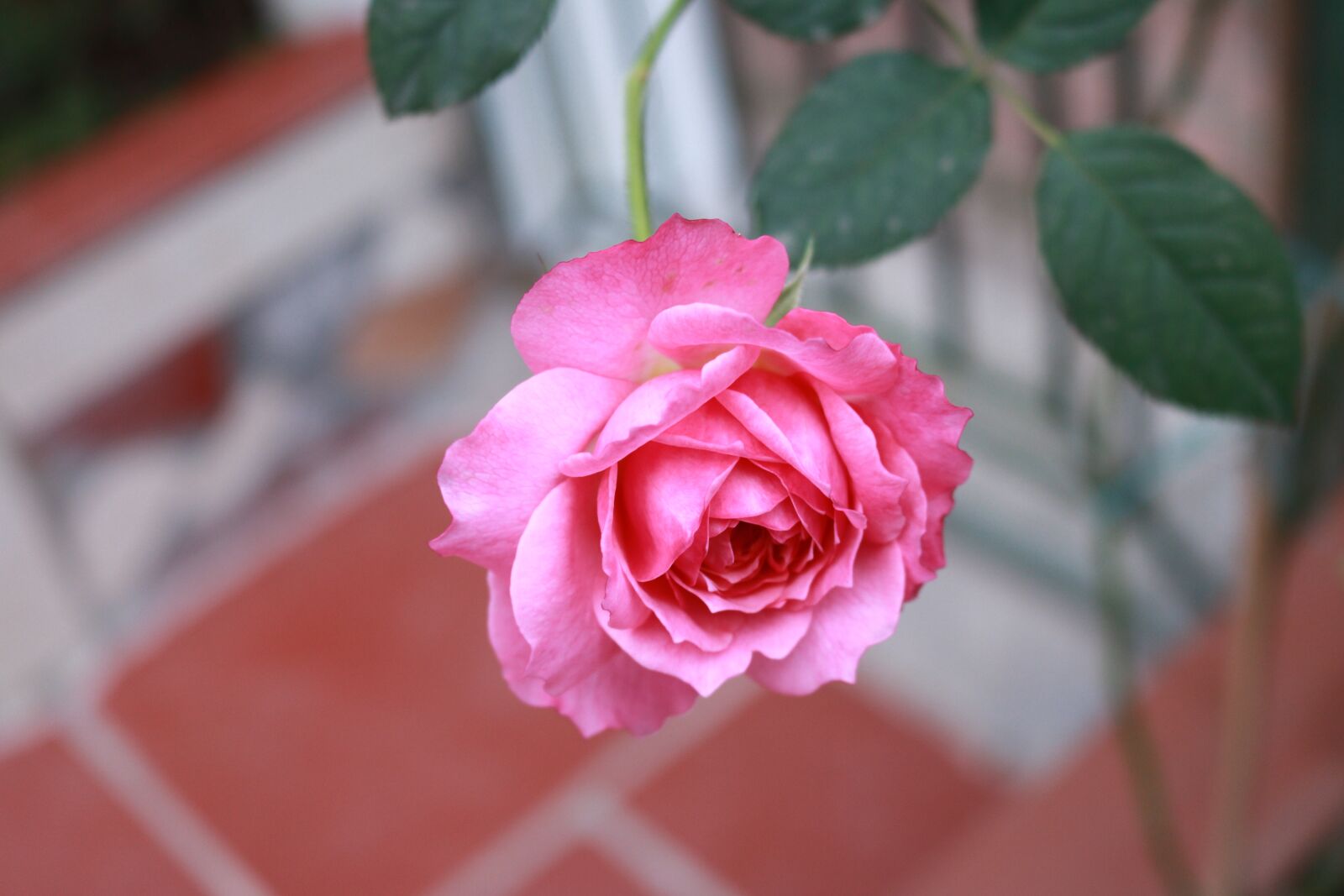 Canon EOS 750D (EOS Rebel T6i / EOS Kiss X8i) sample photo. Roses, green leaf, flower photography