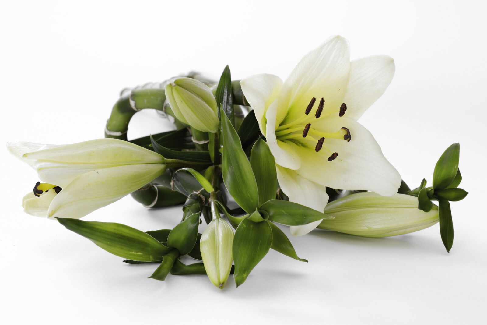 Nikon D7100 sample photo. Lily, blossom, bloom photography