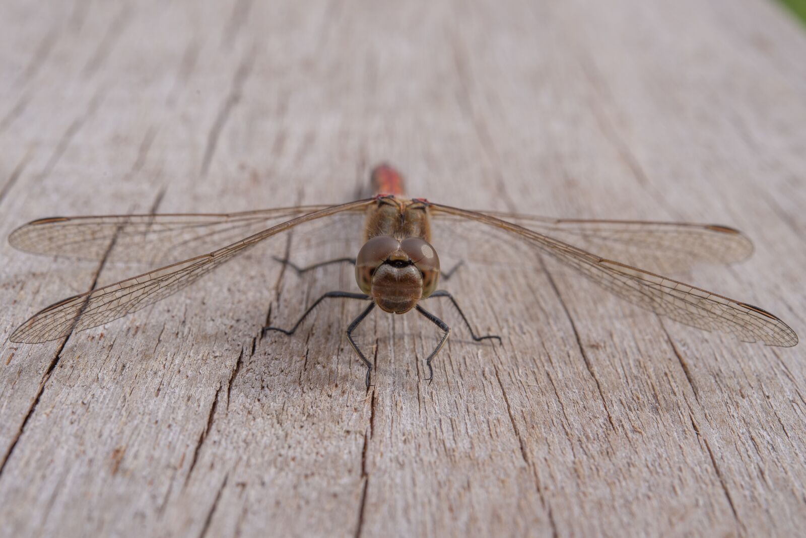 Nikon D600 sample photo. Dragonfly, insect, green photography