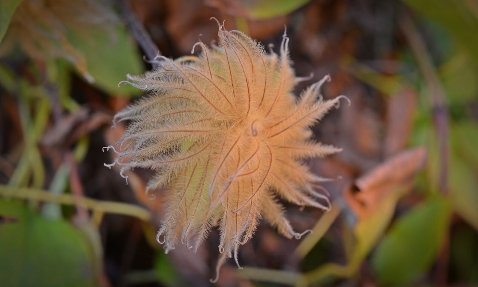 Nikon D5200 sample photo. Clematis, seeds, hairy photography
