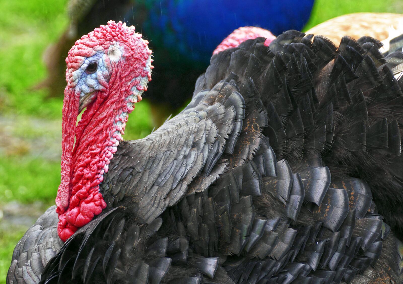 Panasonic Lumix DMC-FZ1000 sample photo. Turkey, puter, species photography