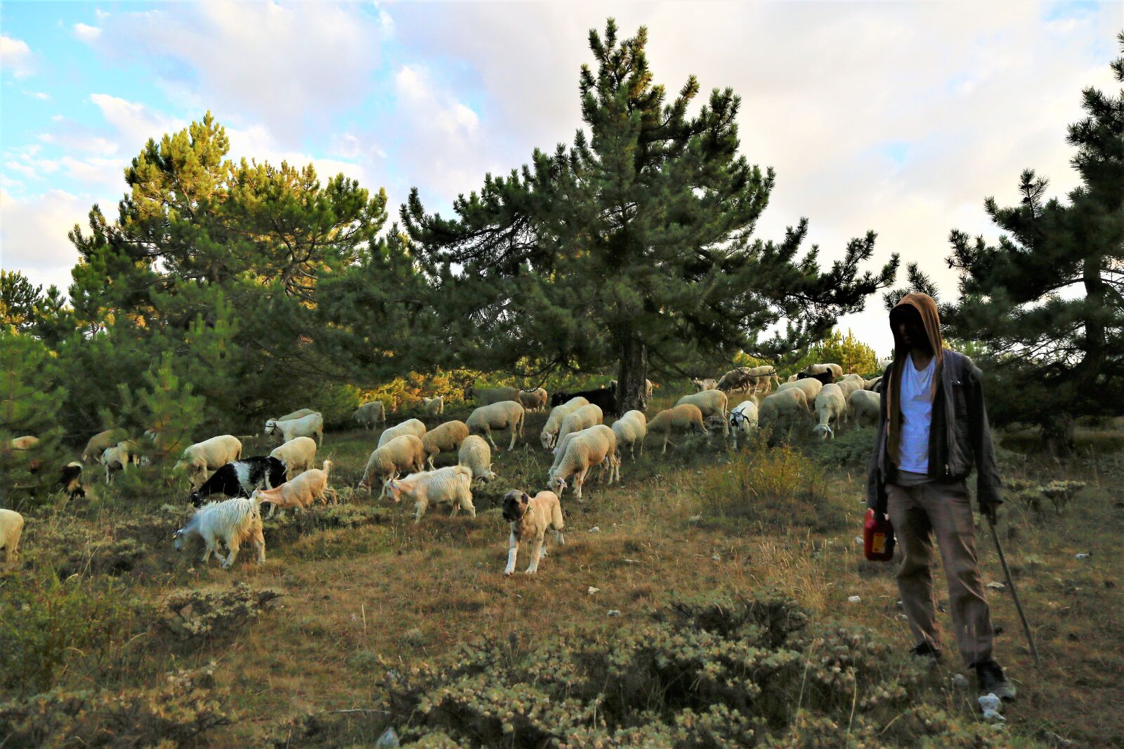 Canon EF 24-105mm F4L IS USM sample photo. Choudhury, herd, sheep photography