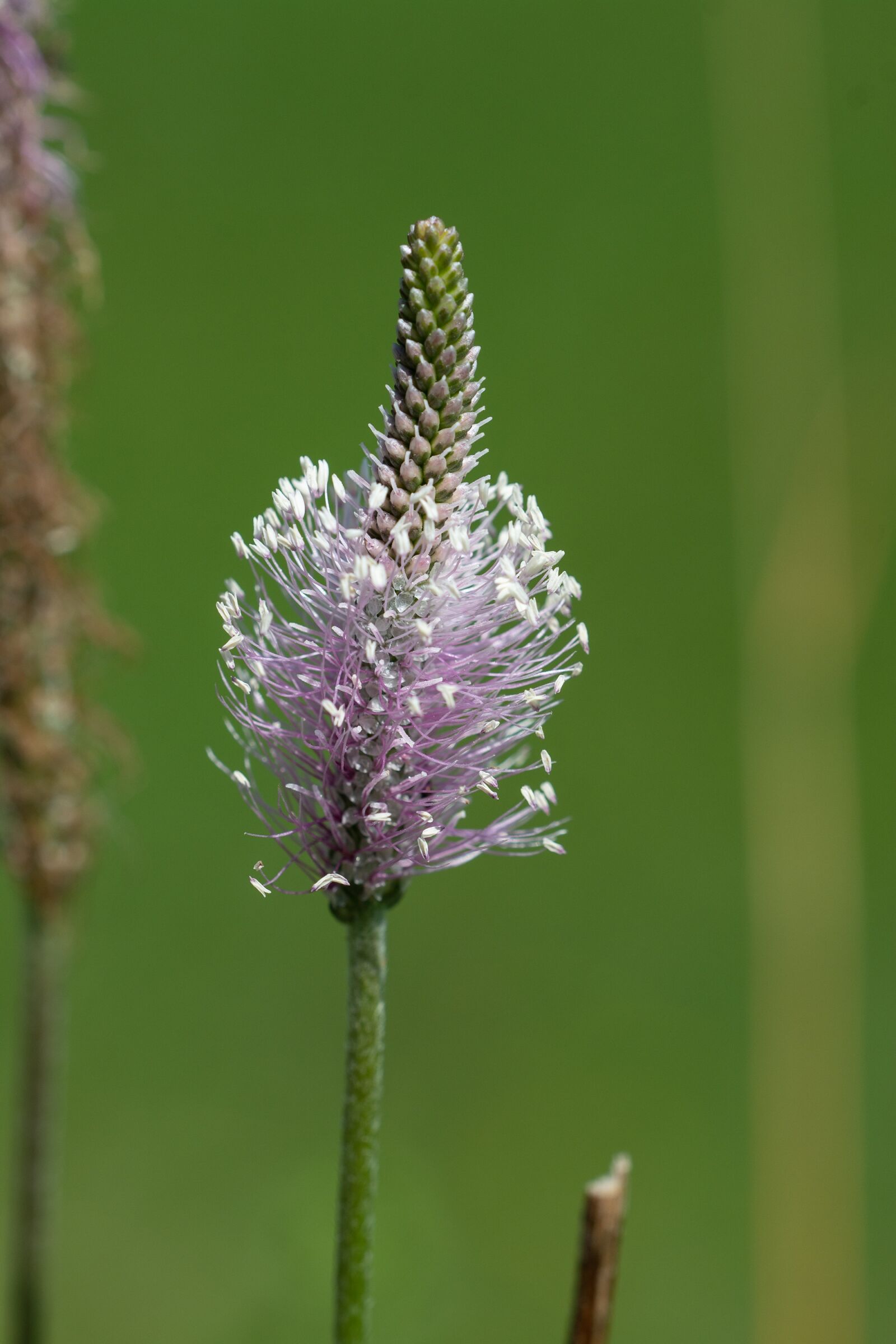 Nikon D7100 sample photo. Plant, nature, seeds photography
