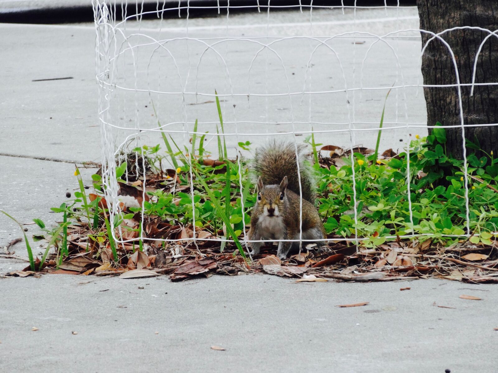 Sony Cyber-shot DSC-HX20V sample photo. Squirrel, rodent, animal photography