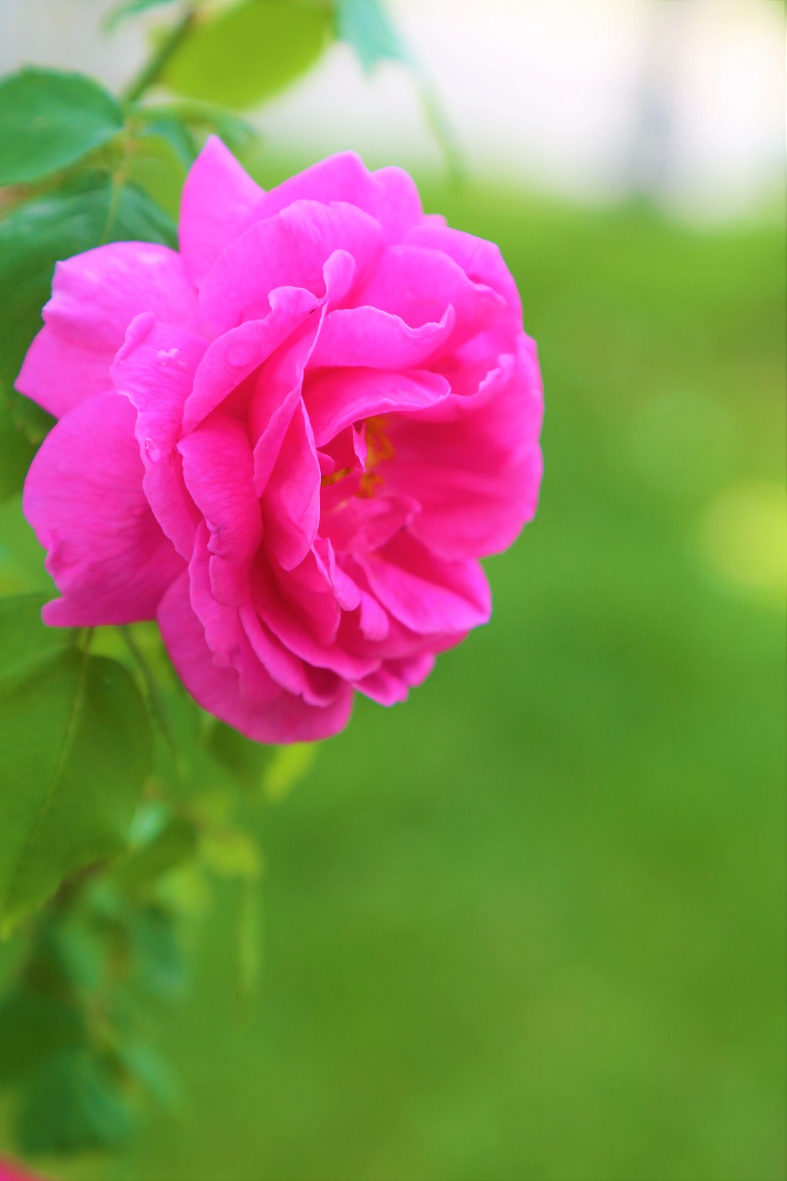 Canon EOS 5D Mark III sample photo. Rose, red, nature photography
