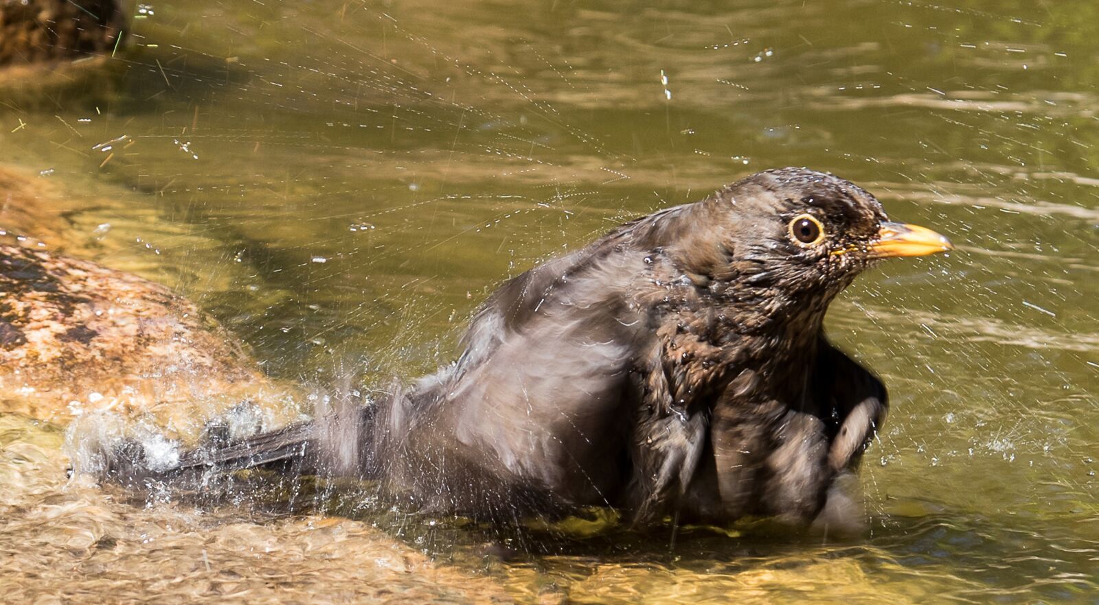 Canon EOS 80D sample photo. Blackbird, bird, female photography