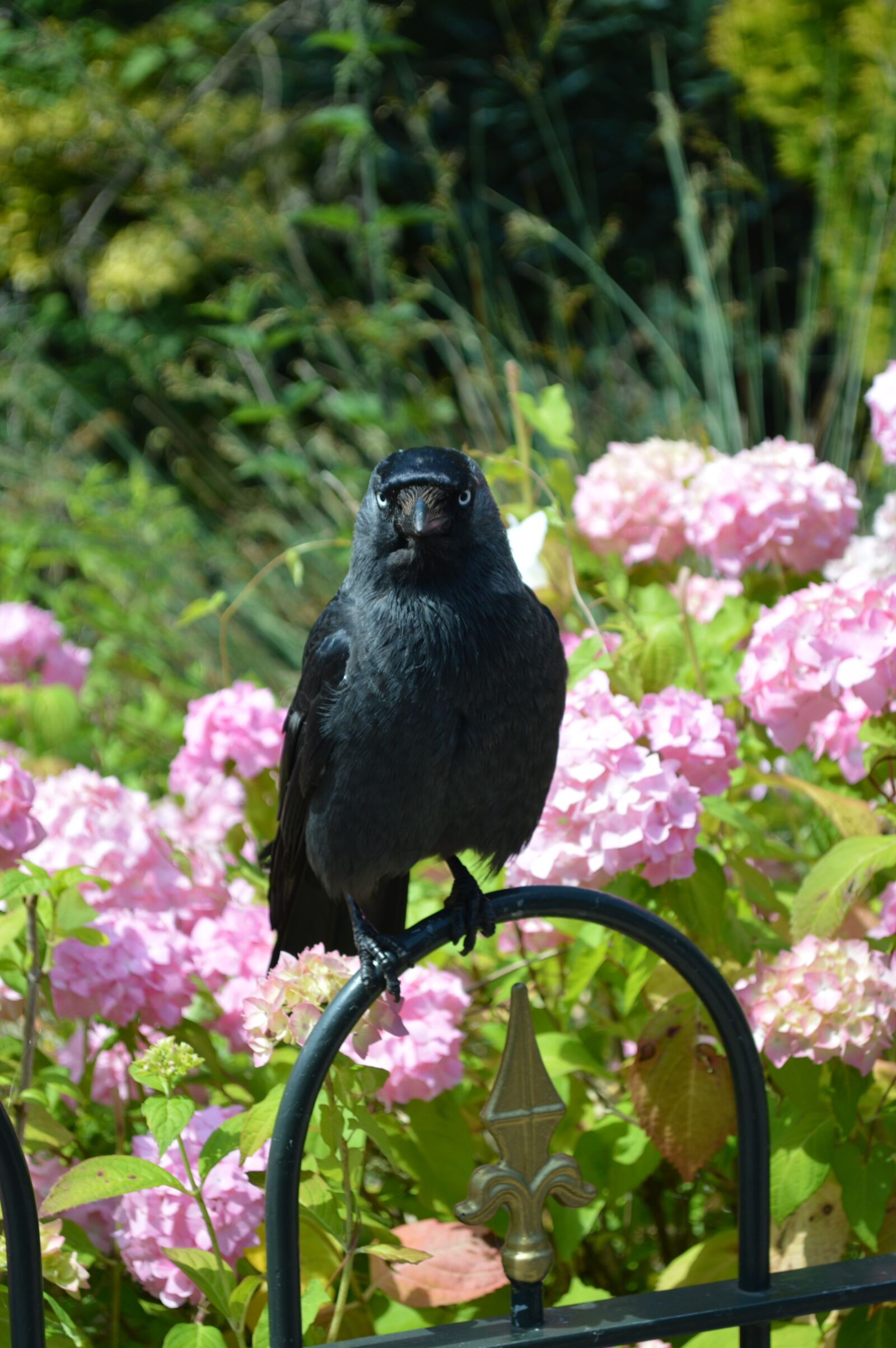 Nikon D3200 sample photo. Bird, jackdaw, black photography