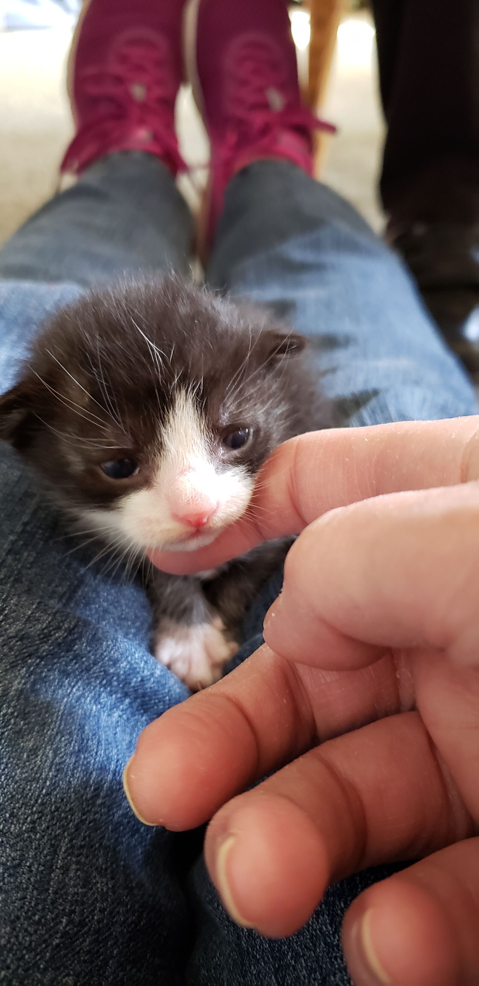 Samsung Galaxy S9+ sample photo. Kitten, baby, cat photography