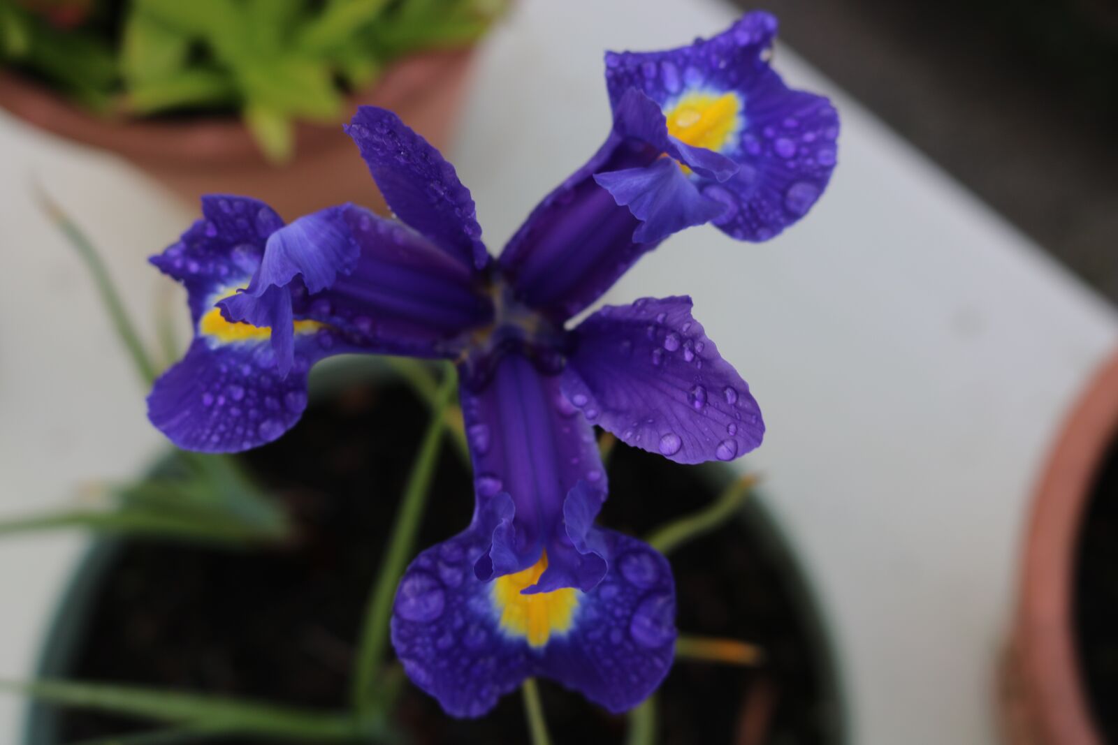 Canon EOS 750D (EOS Rebel T6i / EOS Kiss X8i) sample photo. Flower, blue, drops photography