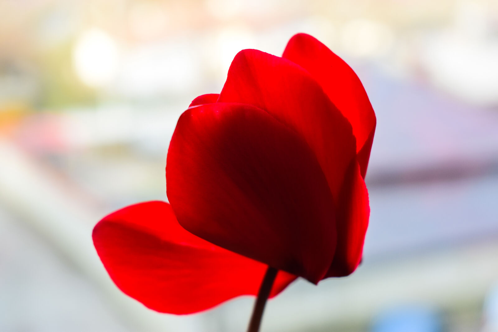 Nikon D3300 sample photo