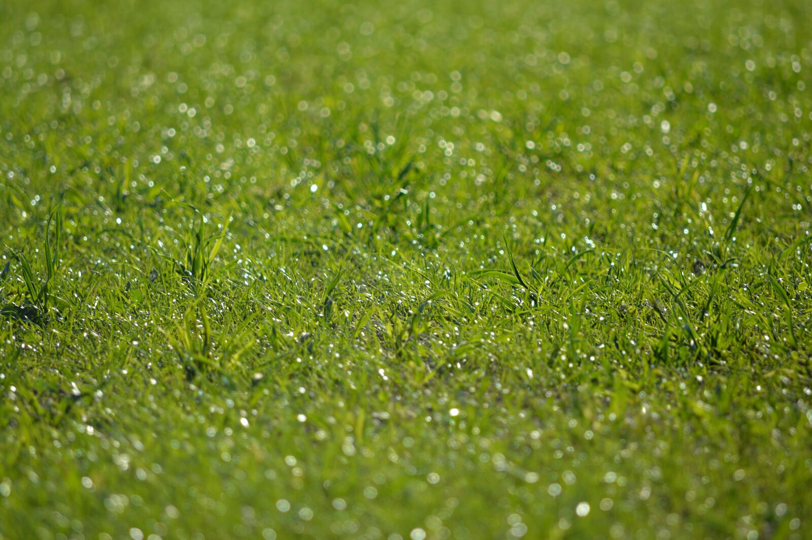 Nikon D3200 sample photo. Grass, green, nature photography