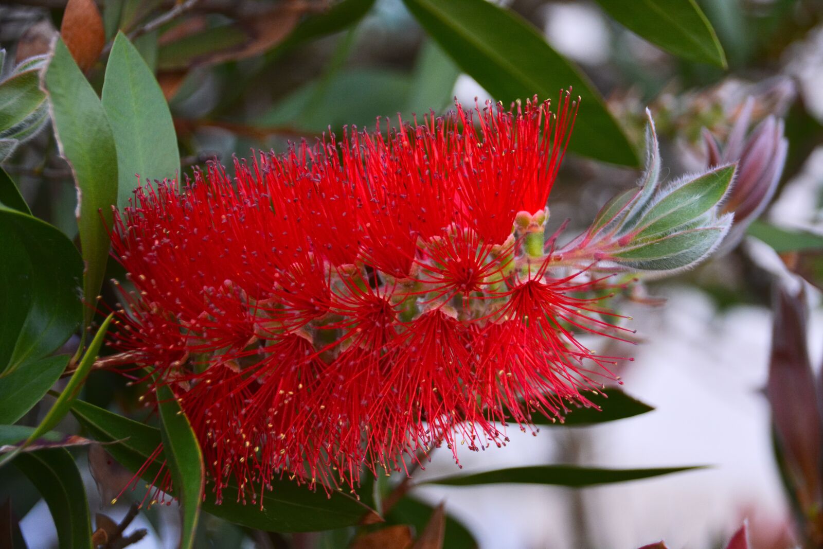 Nikon D5200 sample photo. Flower, bottlebrush, red flower photography