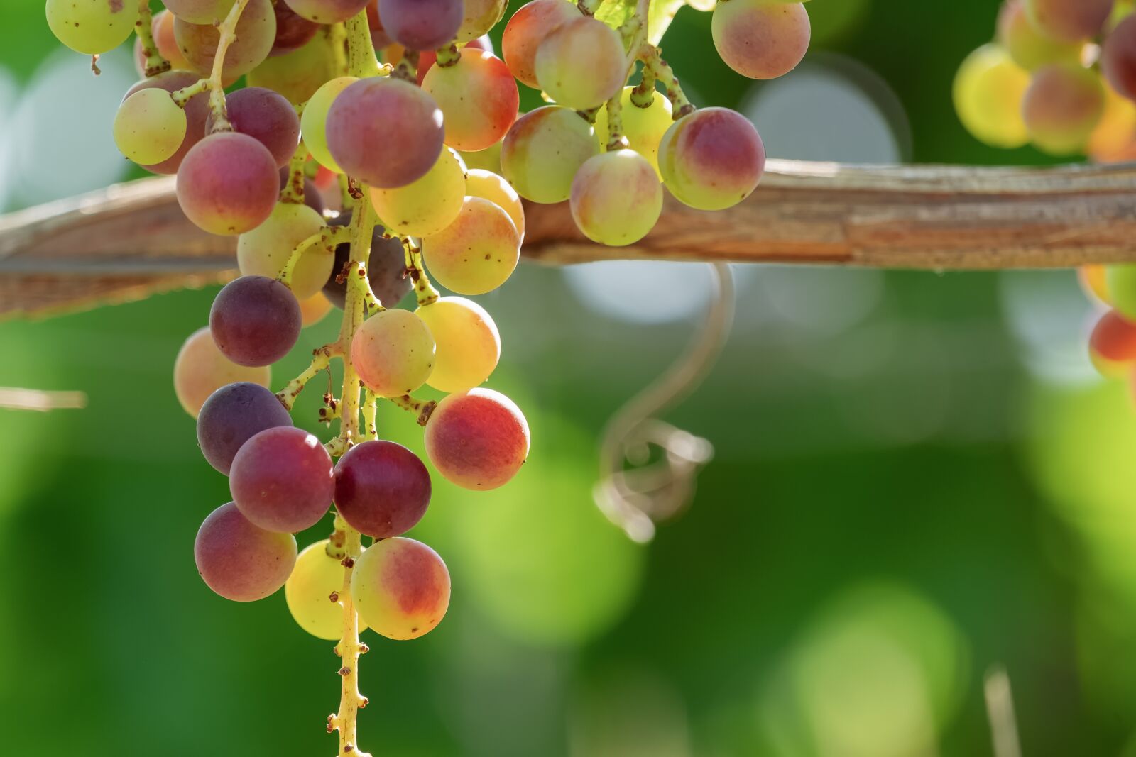 Fujifilm XF 55-200mm F3.5-4.8 R LM OIS sample photo. Grapes, fruit, wine photography