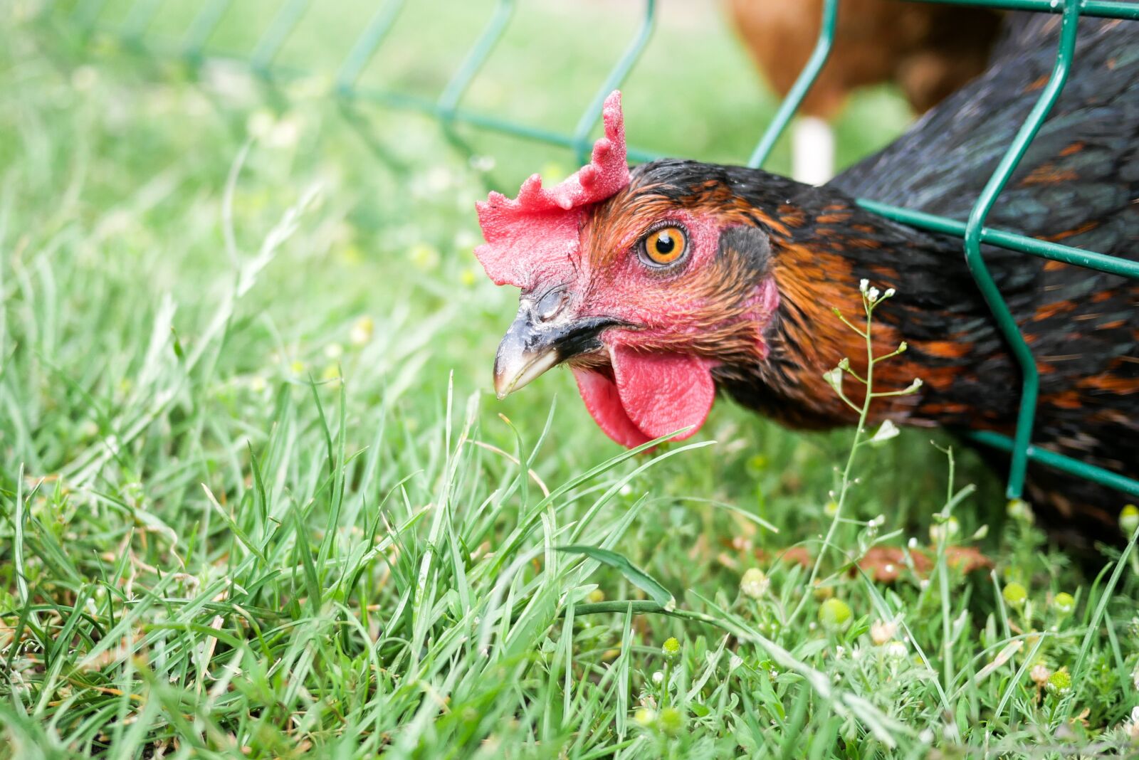 LUMIX G 20/F1.7 II sample photo. The hen, grass, bird photography
