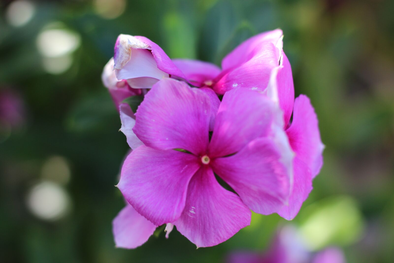 Canon EOS 600D (Rebel EOS T3i / EOS Kiss X5) + Canon EF 50mm F1.8 STM sample photo. Violet flowers, purple flowers photography