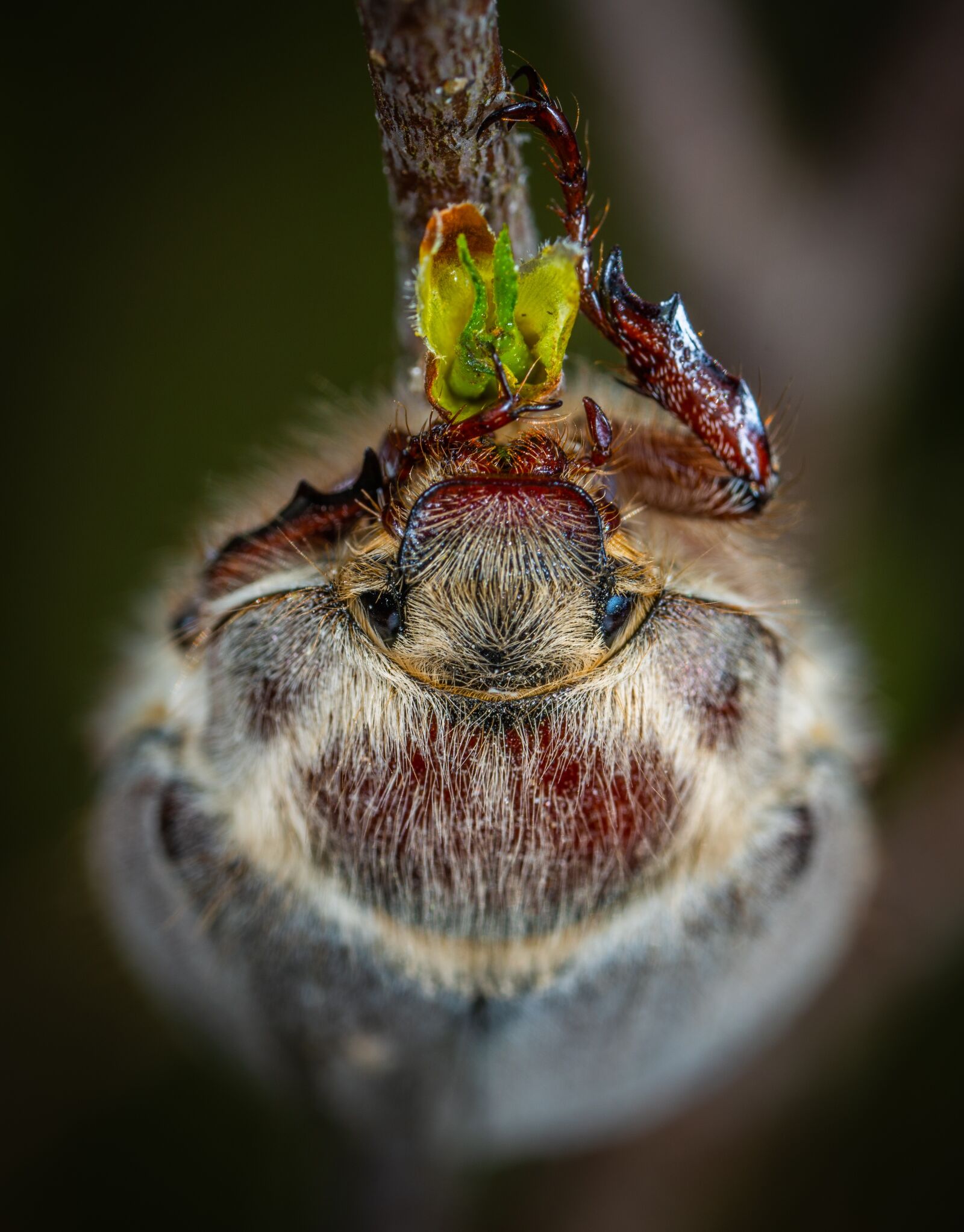#124 65/2.8 sample photo. Insect, macro, beetle photography