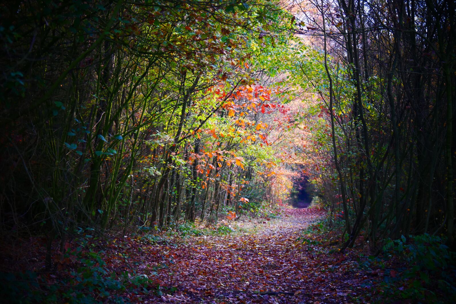Panasonic Lumix DMC-G85 (Lumix DMC-G80) sample photo. Forest, forest path, path photography