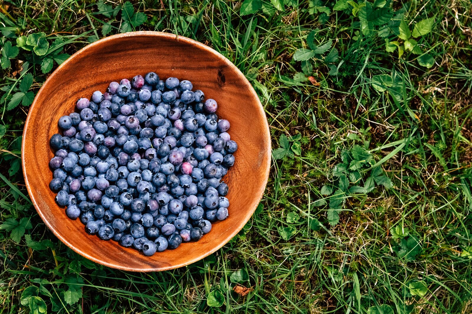 Nikon D3100 sample photo. Blueberries, blueberry bush, fruits photography