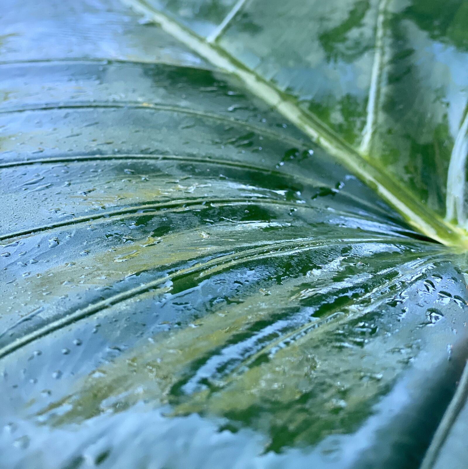 Apple iPhone 11 Pro sample photo. Leaf, dew, rain photography