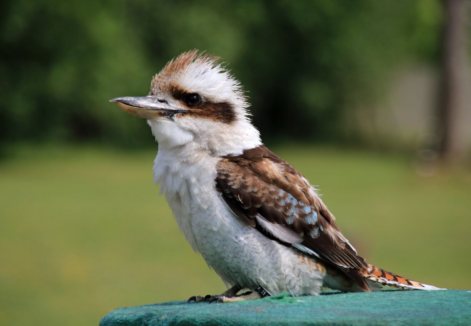 Canon EOS 760D (EOS Rebel T6s / EOS 8000D) sample photo. Bird, nature, exotic bird photography