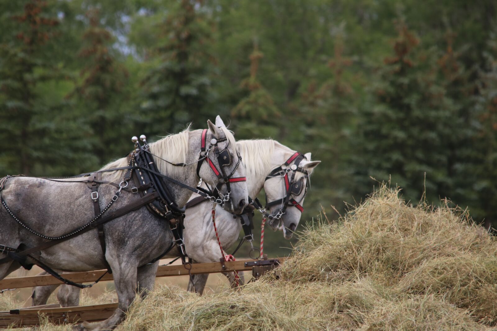 Canon EOS 750D (EOS Rebel T6i / EOS Kiss X8i) sample photo. Horses, draft team, harness photography
