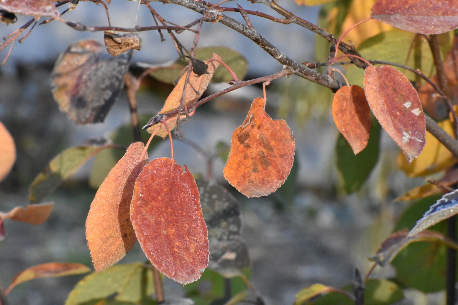 Nikon D3400 sample photo. Autumn, leann, frost photography