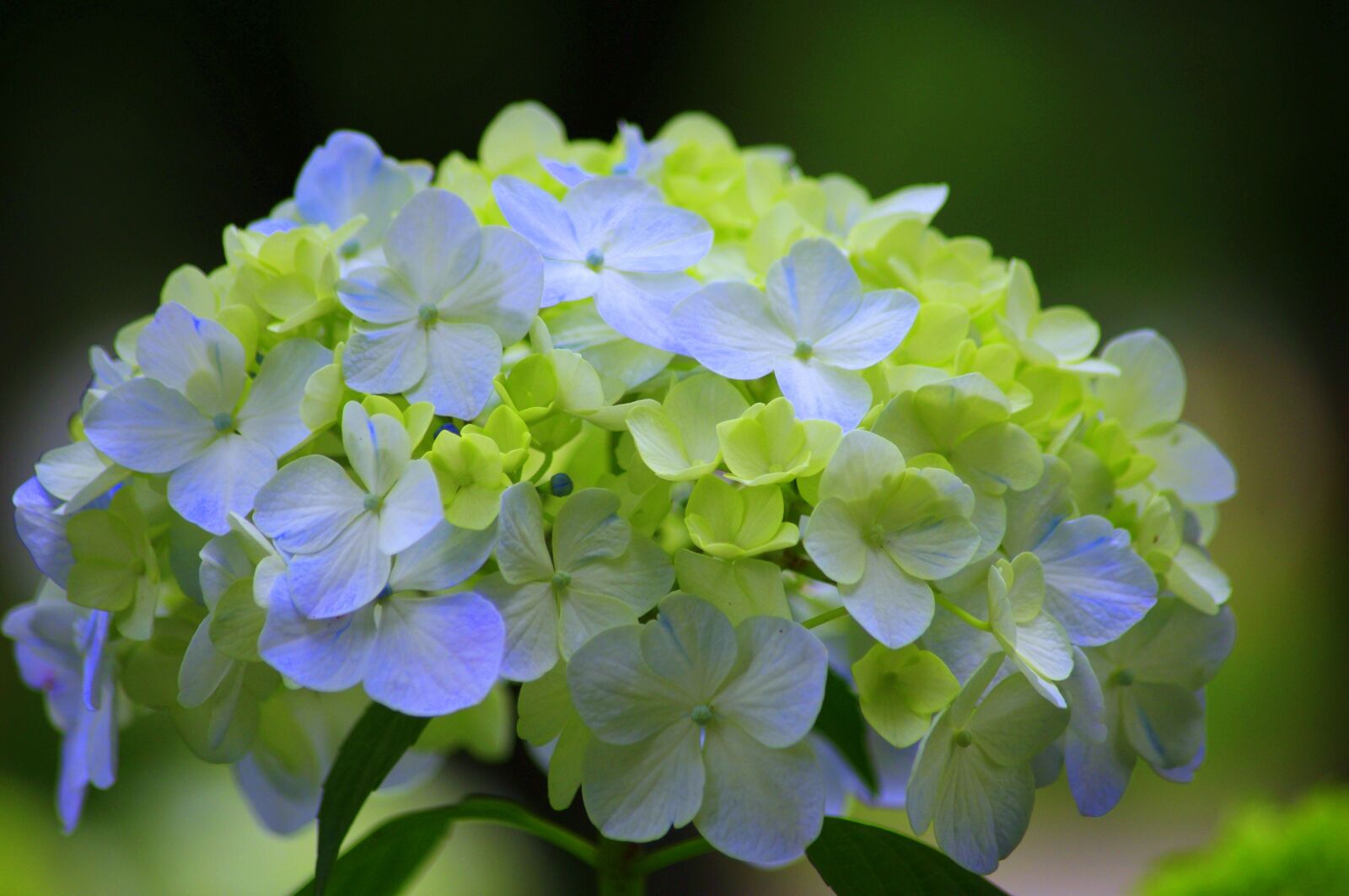 Pentax K-x sample photo. Hydrangea, japan, green photography
