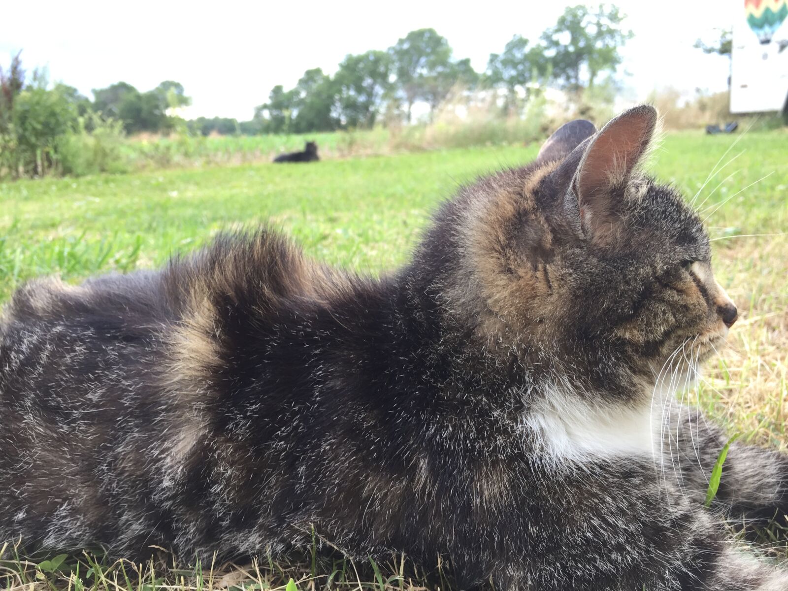iPhone 6 back camera 4.15mm f/2.2 sample photo. C, cat, wondering, cat photography