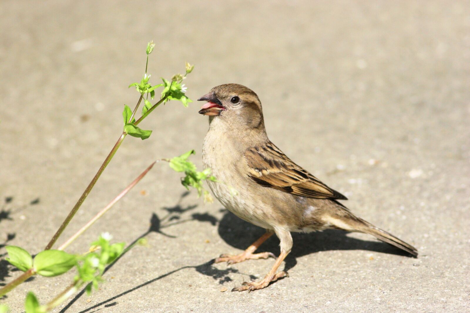 Canon EOS 20D sample photo. Nature, bird, wildlife photography