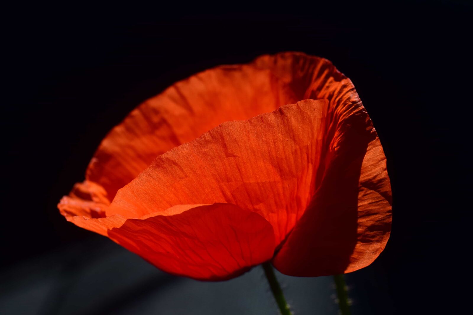 Nikon D3300 sample photo. Nature, poppy, plant, flora photography