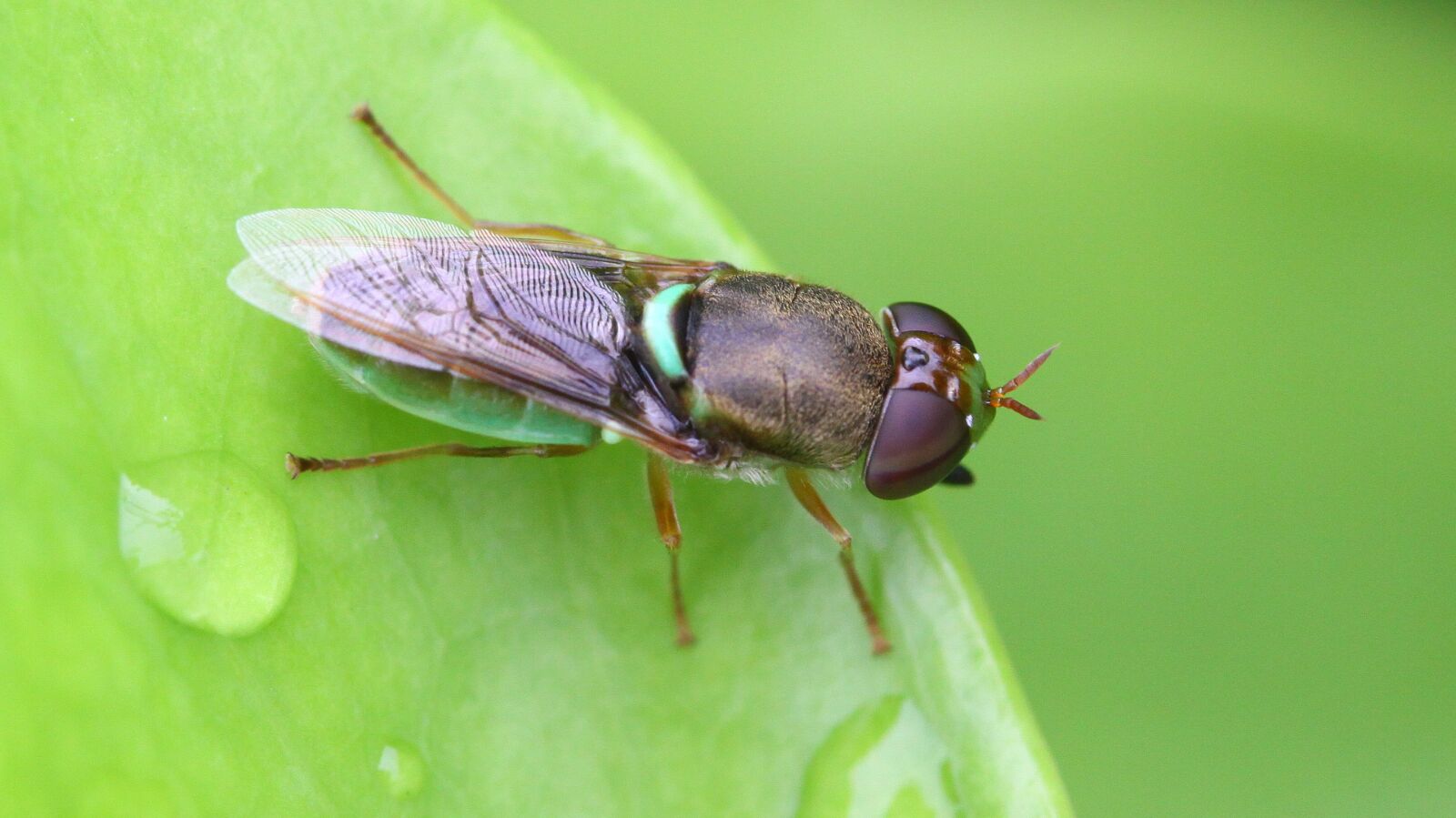 Canon EOS 50D sample photo. Insect, leaf, grasshopper photography
