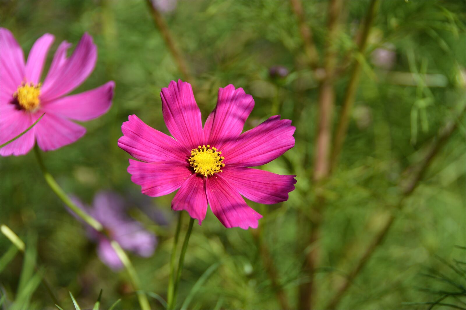 Nikon D7100 sample photo. Flower, pink, nature photography
