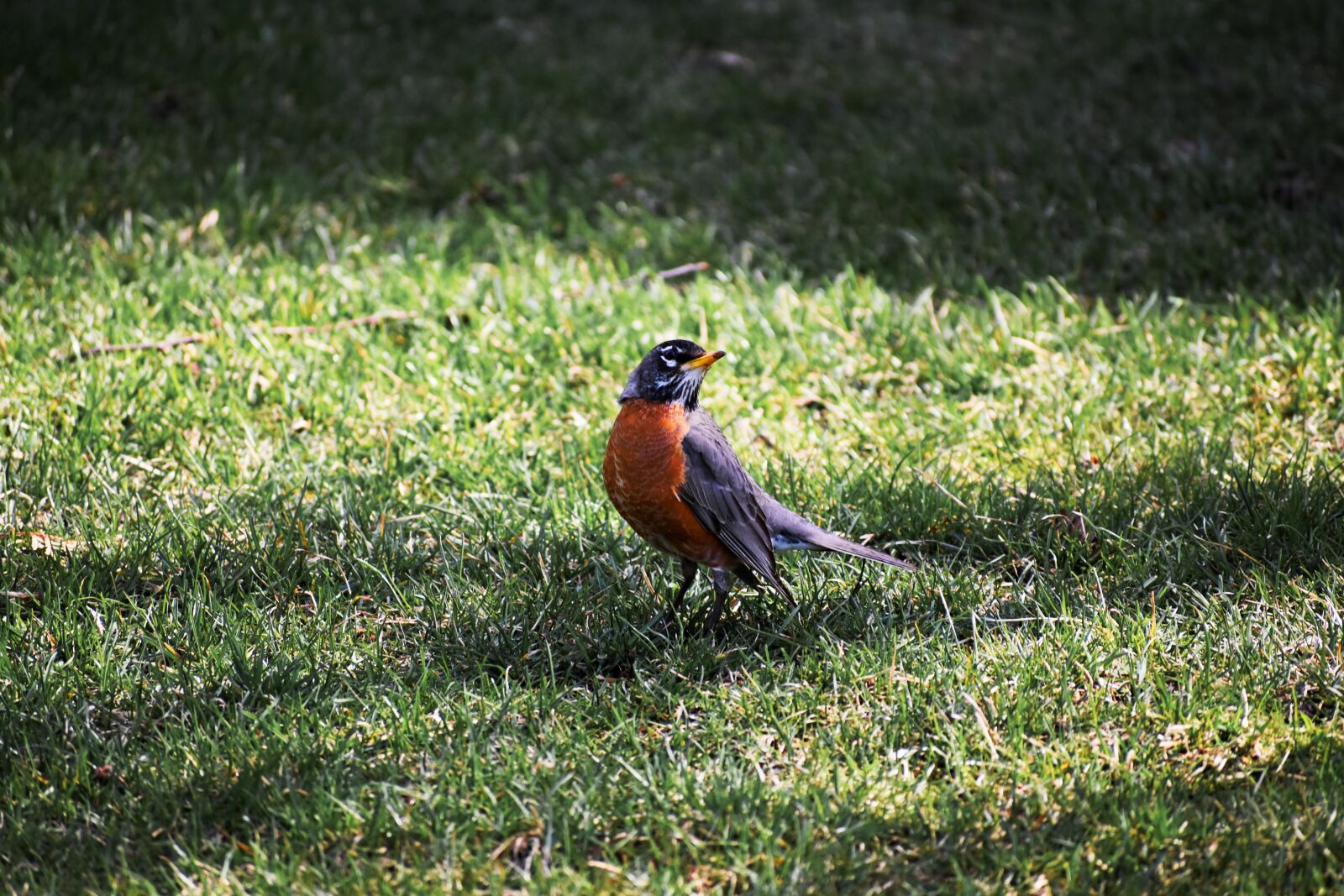 Nikon D3400 sample photo. Bird, robin, american robin photography