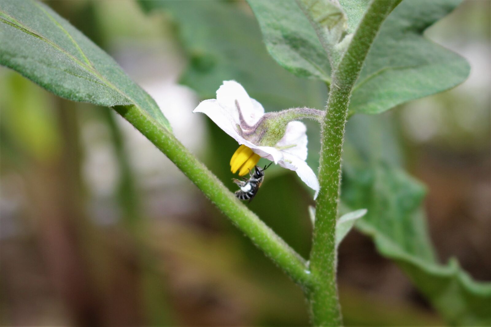 Canon EOS 700D (EOS Rebel T5i / EOS Kiss X7i) sample photo. Bee, garden, leaf photography