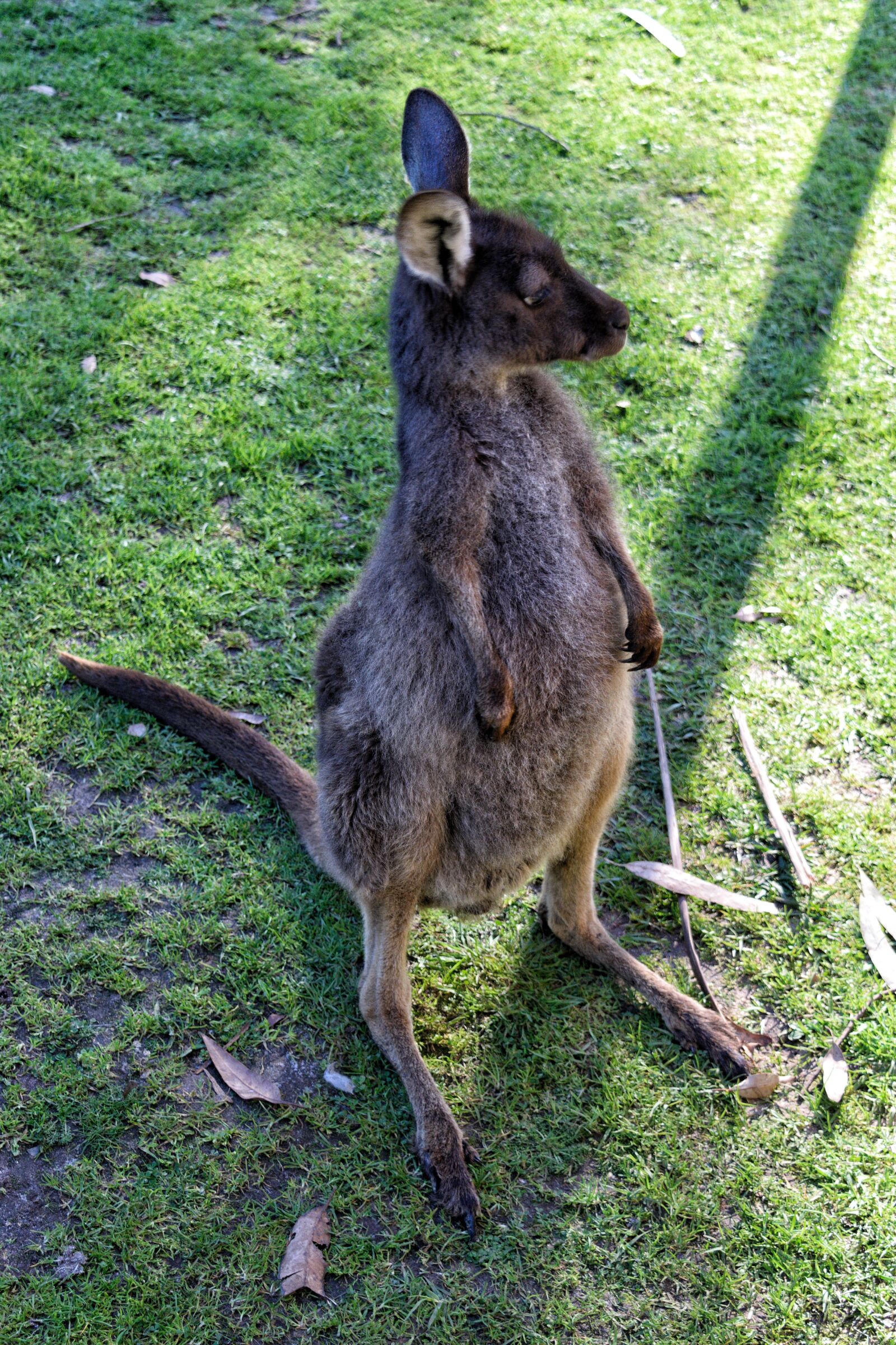 Nikon D3300 sample photo. Kangaroo, joey, marsupial photography