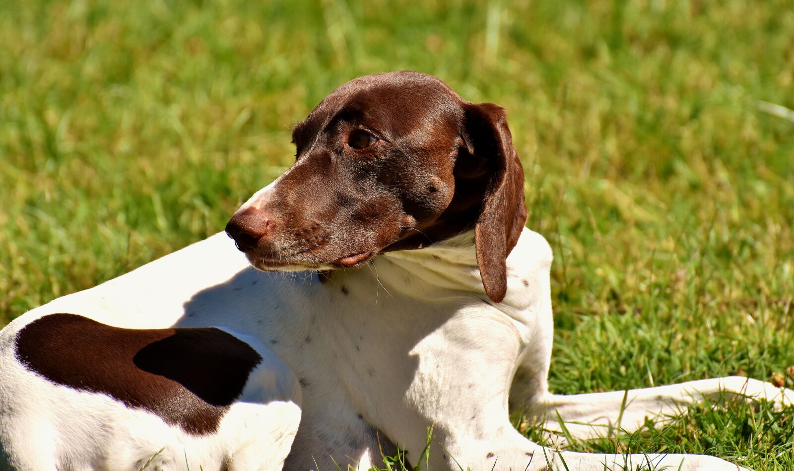 Nikon D7200 sample photo. Dog, meadow, dear photography