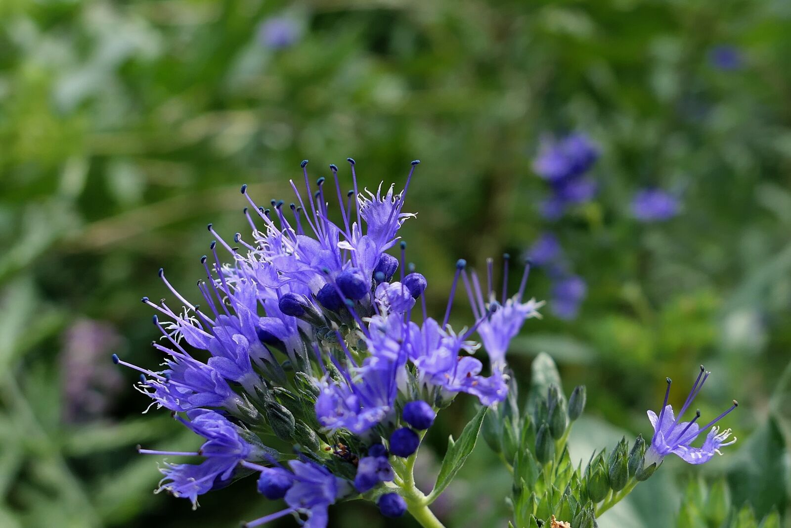 Panasonic Lumix DMC-LX10 (Lumix DMC-LX15) sample photo. Blossom, bloom, blue photography