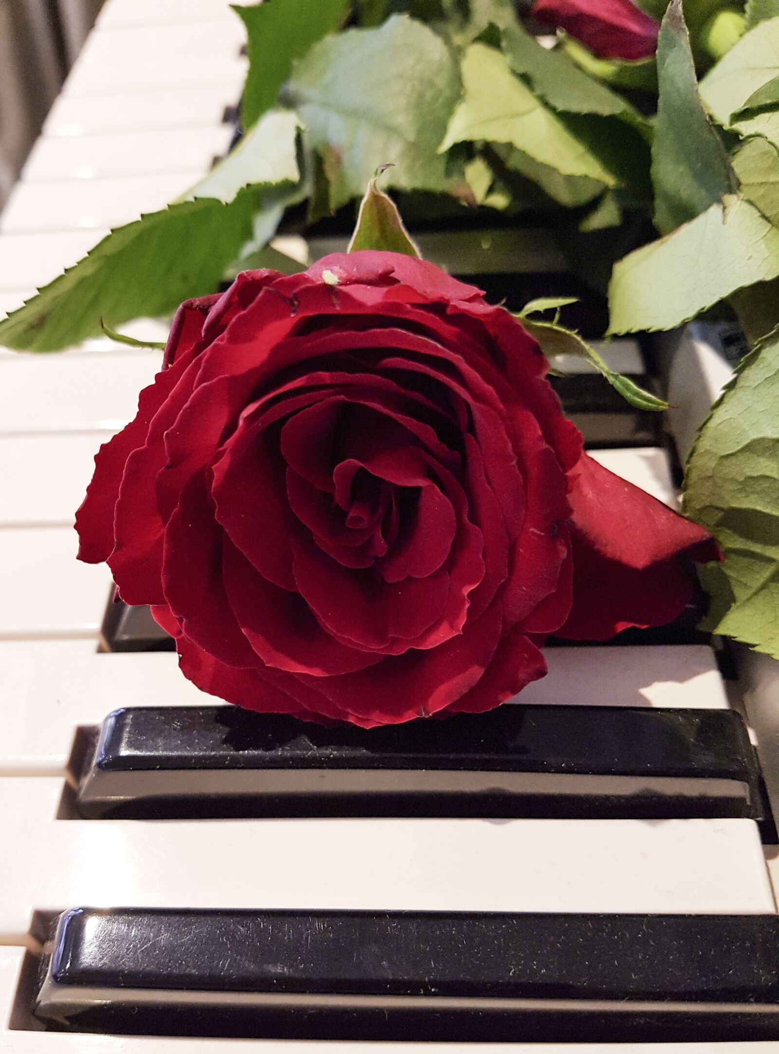 Samsung Galaxy S7 Rear Camera sample photo. Flowers, rose, keyboard photography