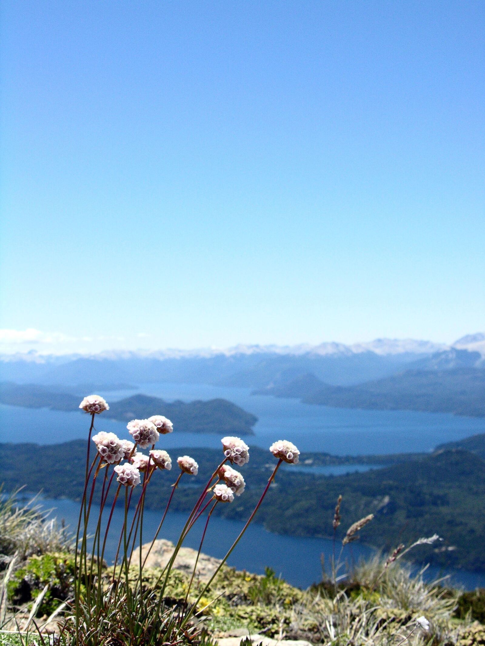 Nikon E8700 sample photo. Mountain flower, view, mountain photography