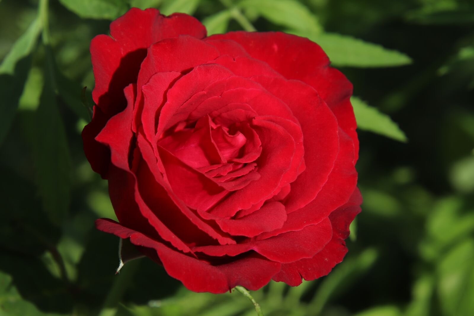 Canon EOS 800D (EOS Rebel T7i / EOS Kiss X9i) sample photo. Rose, red, flower photography