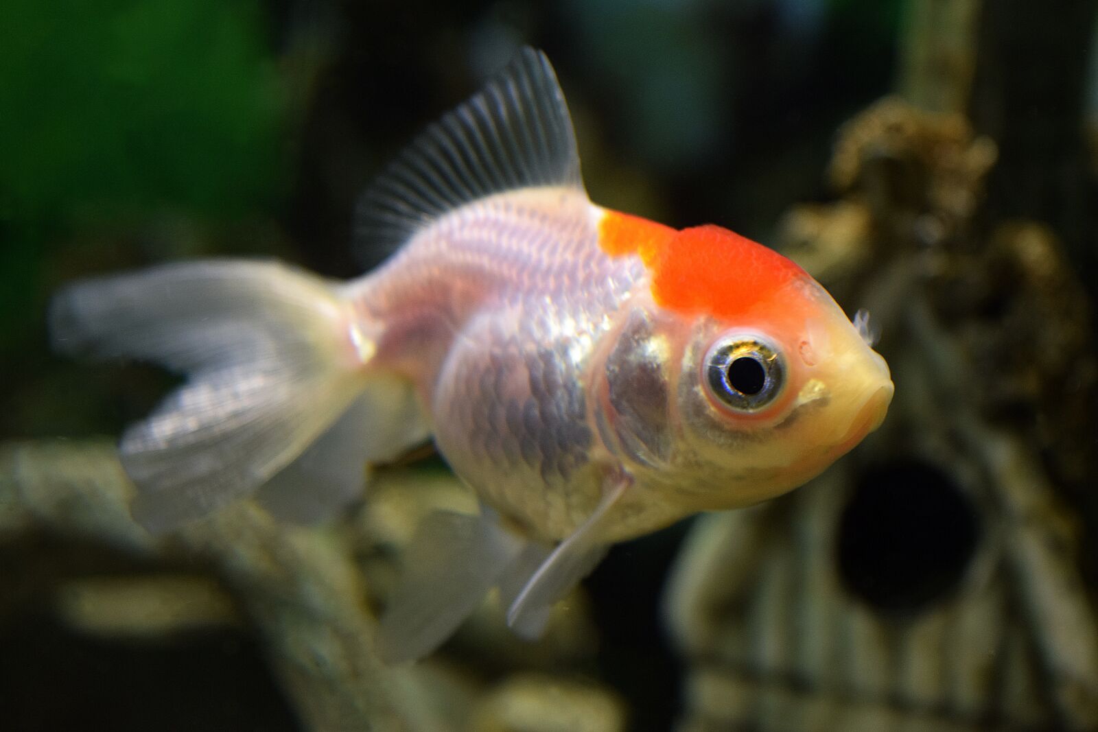 Nikon D5300 sample photo. Fish, small fish, aquarium photography