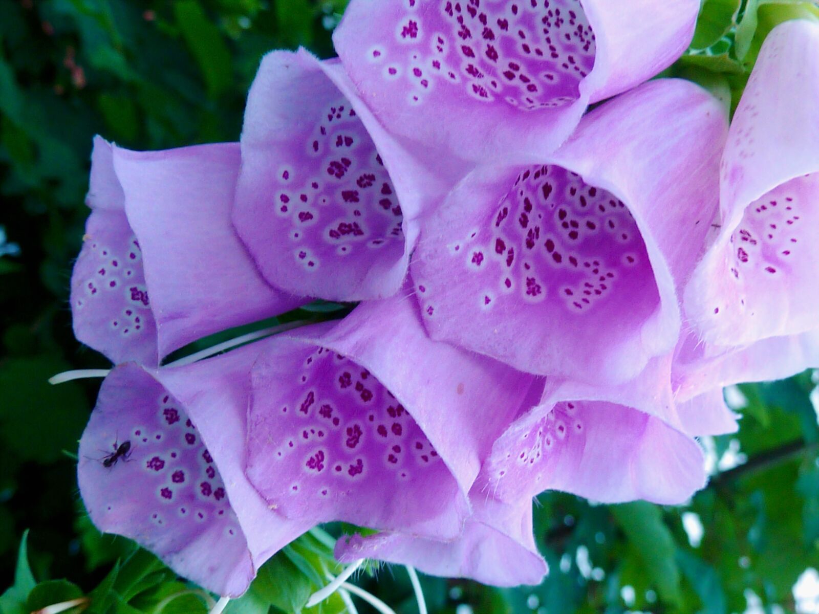 Panasonic DMC-TZ7 sample photo. Nature, flower, garden photography