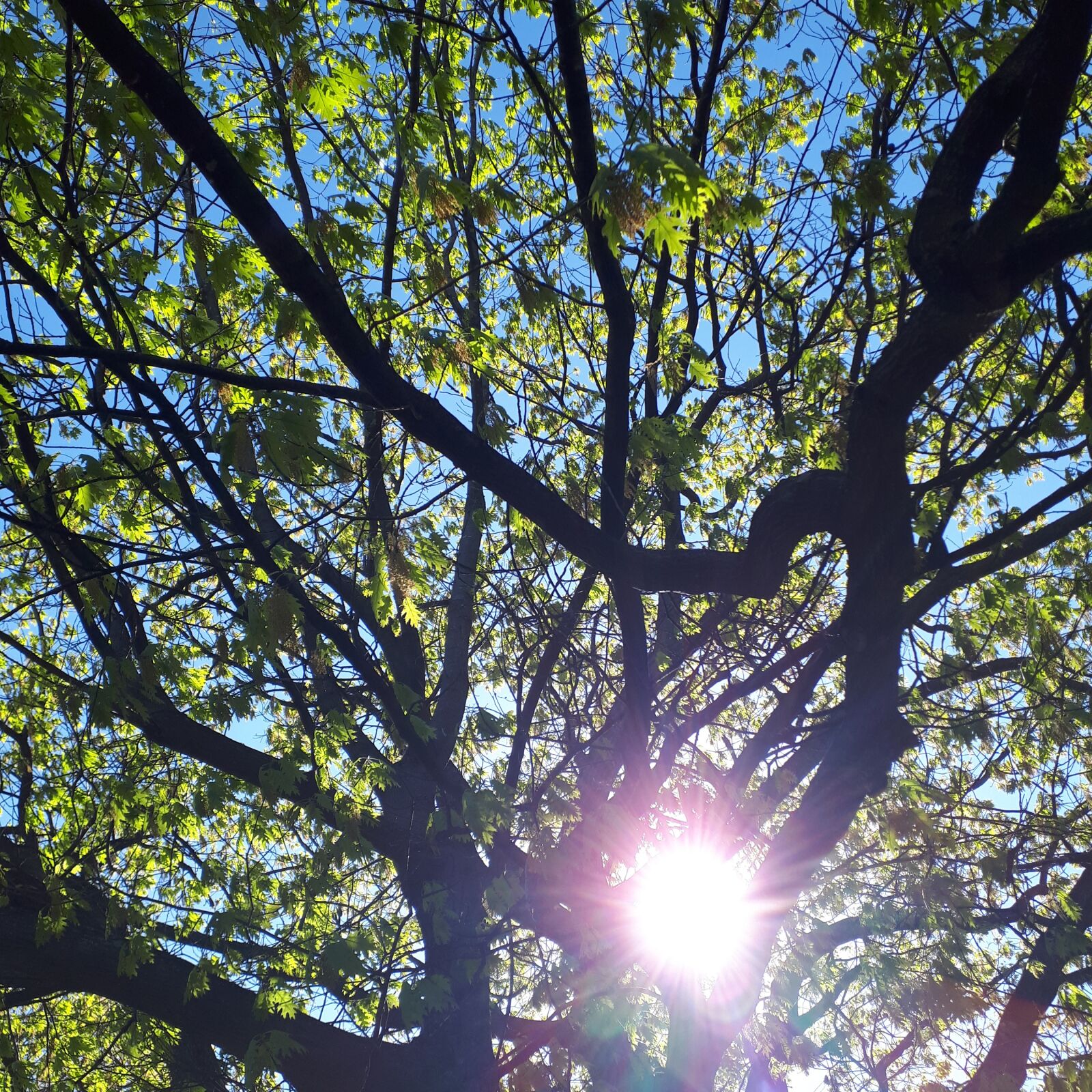 Samsung Galaxy A5(2017) sample photo. Tree, sun, nature photography