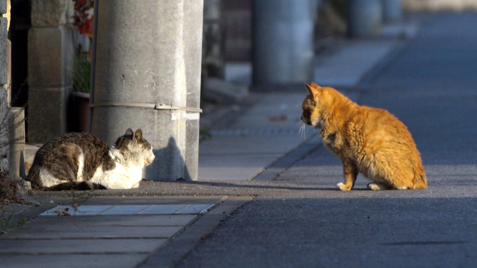 Olympus E-510 (EVOLT E-510) sample photo. Landscape, animal, creatures photography