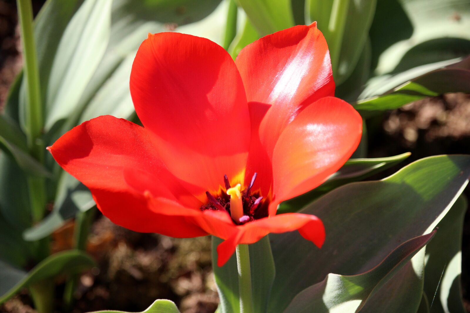 Canon EF-S 55-250mm F4-5.6 IS STM sample photo. Tulip, red, blossom photography