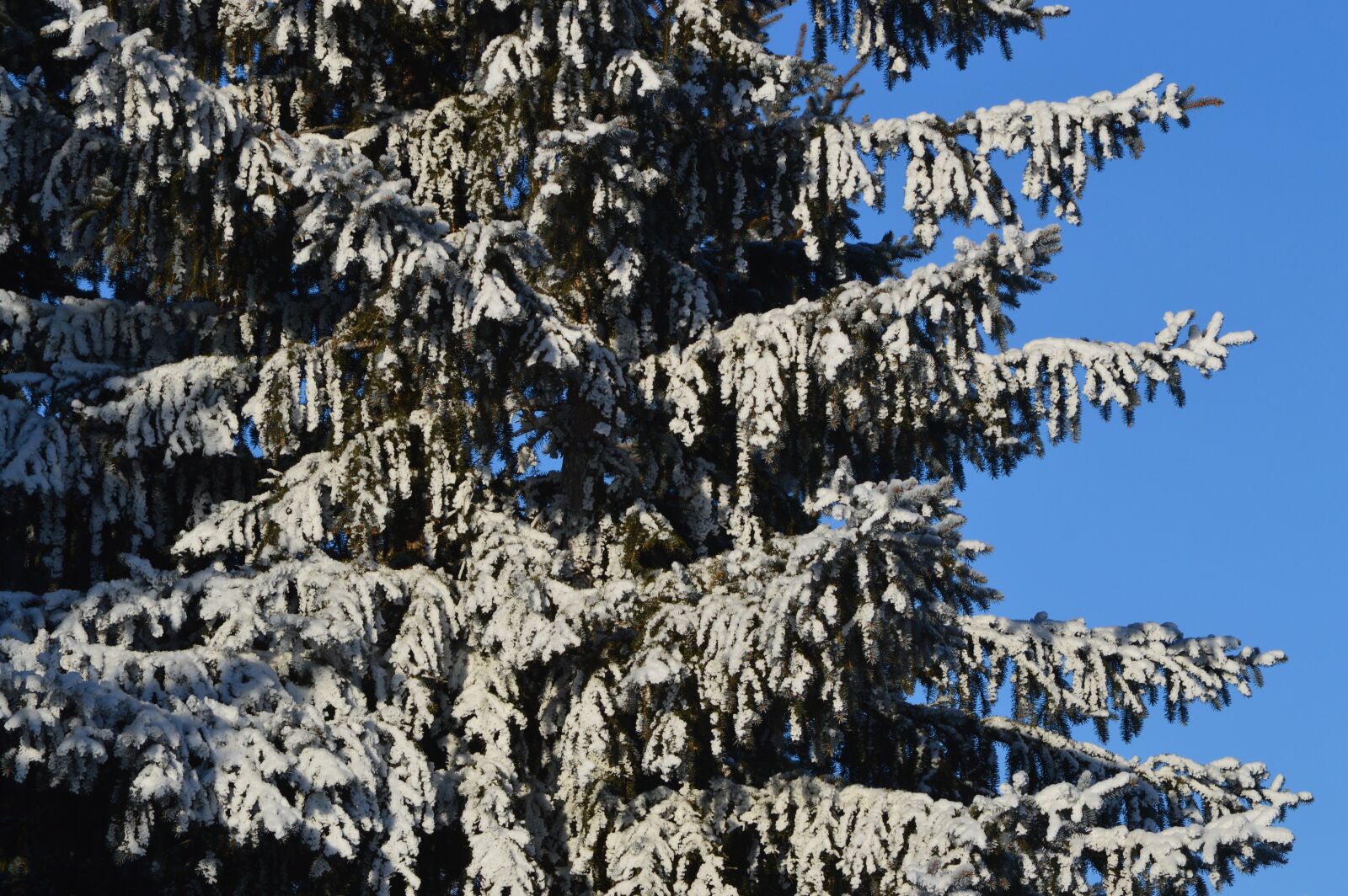 Nikon D3200 sample photo. Fir, tree, snow photography