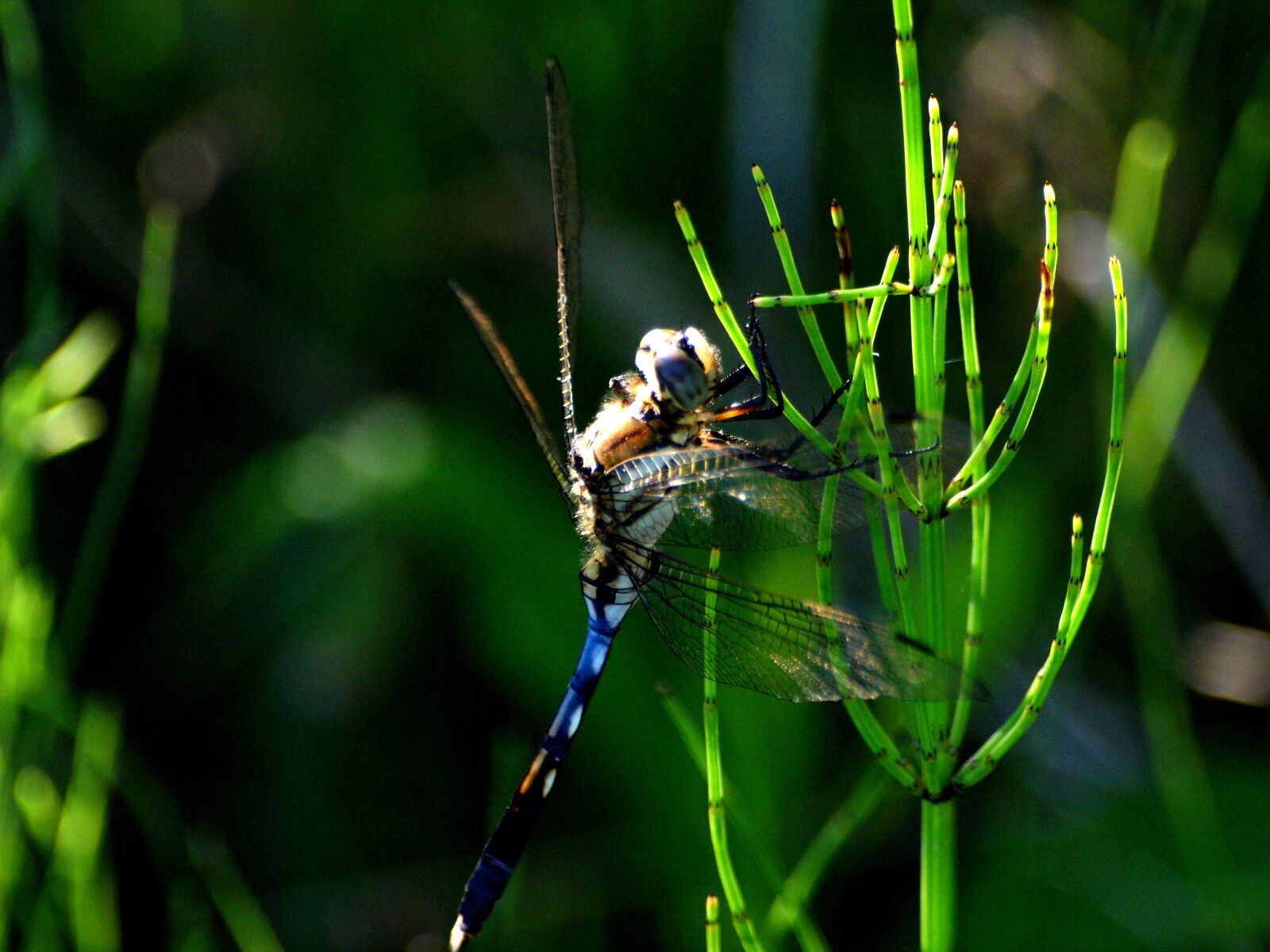 Olympus E-30 sample photo. Dragonfly, seasonal, summer photography