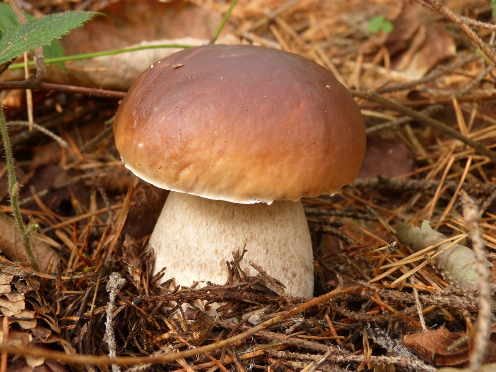 Panasonic Lumix DMC-FZ40 (Lumix DMC-FZ45) sample photo. Mushrooms, mushroom, boletus photography
